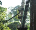 Canopy Walkway - Borneo Rainforest Lodge