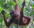 Orangg Utan - Borneo Rainforest Lodge