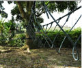 Rope-Bridge- Palm Garden IOI Resort Putrajaya