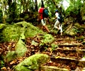 Jungle Trekking - Genting Bayu Chalet Tioman Island