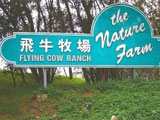 Flying Cow Ranch
